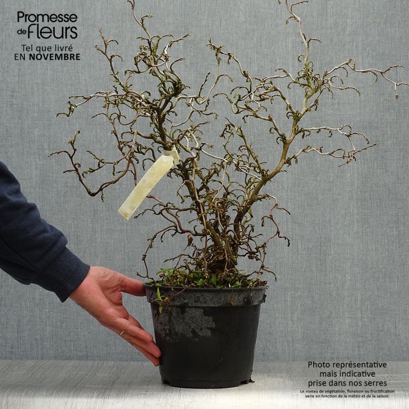 Exemplar von Haselnuss Scooter - Corylus avellana Topf mit 4L/5L wie im Herbst geliefert
