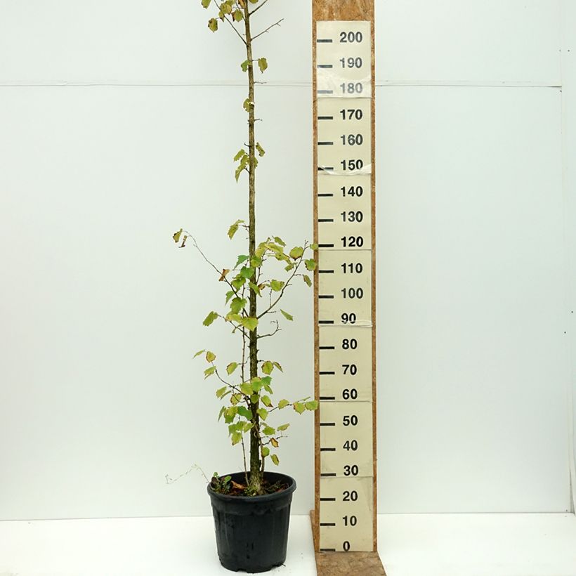 Exemplar von Baum-Hasel - Corylus colurna Topf mit 12L/15L wie im Sommer geliefert