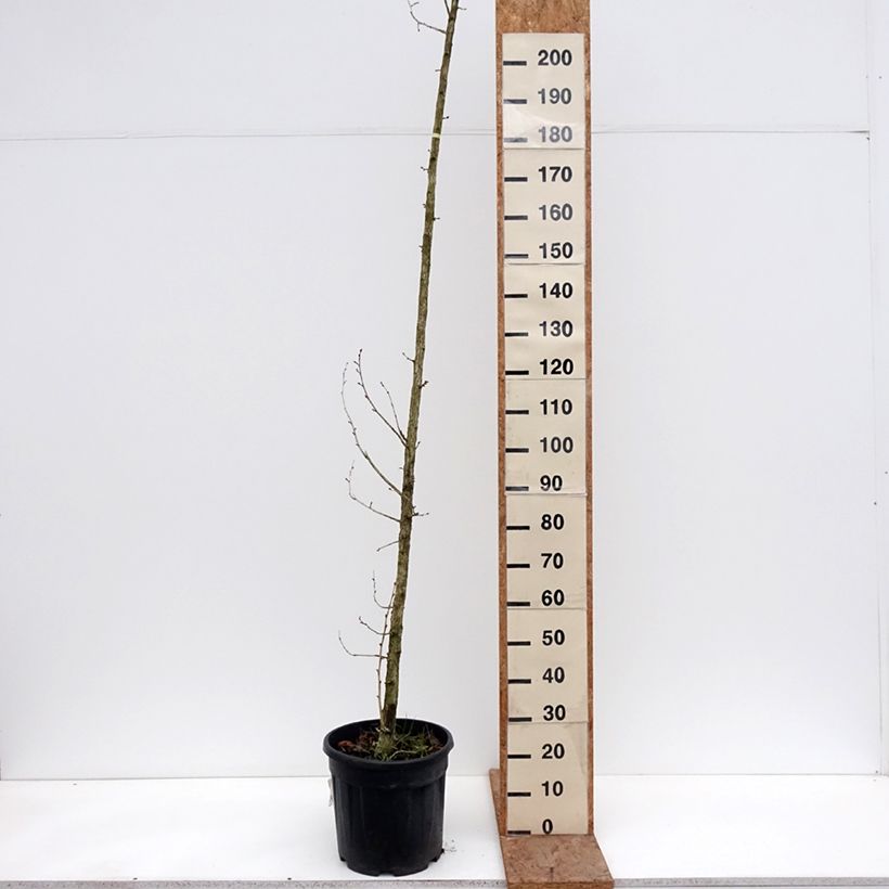 Example of Baum-Hasel - Corylus colurna Topf mit 12L/15L as you get in hiver
