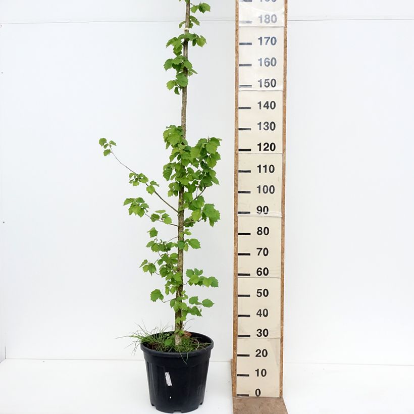 Exemplar von Baum-Hasel - Corylus colurna Topf mit 12L/15L wie im Frühjahr geliefert