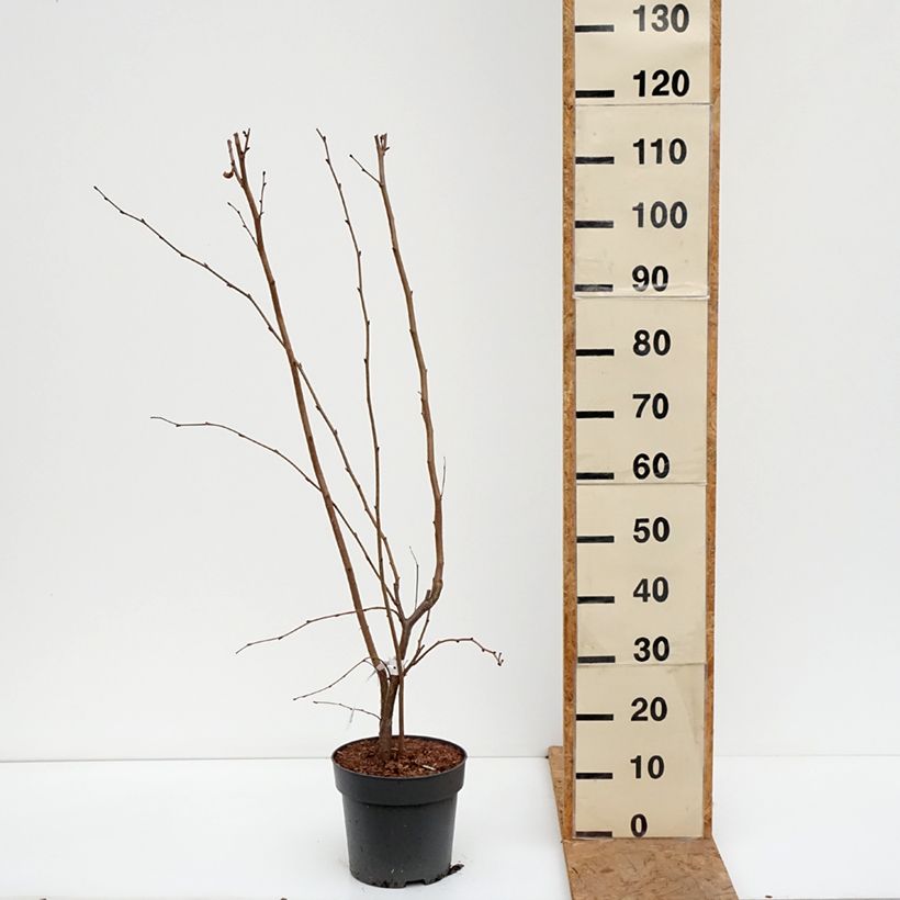 Exemplar von Lambertsnuss Juningia - Corylus maxima Topf mit 4L/5L wie im Herbst geliefert