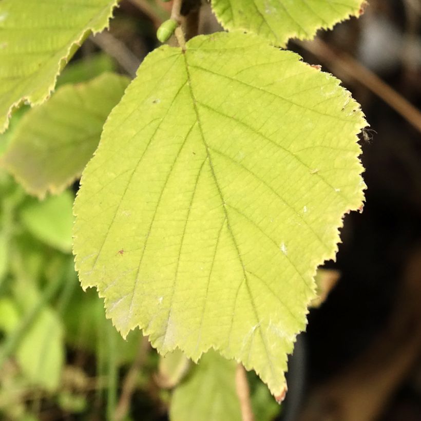 Japanische Hasel - Corylus sieboldiana (Laub)