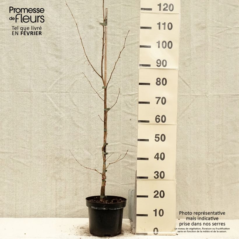 Exemplar von Corylus sieboldiana - Noisetier du Japon Pot de 4L/5L wie im Winter geliefert
