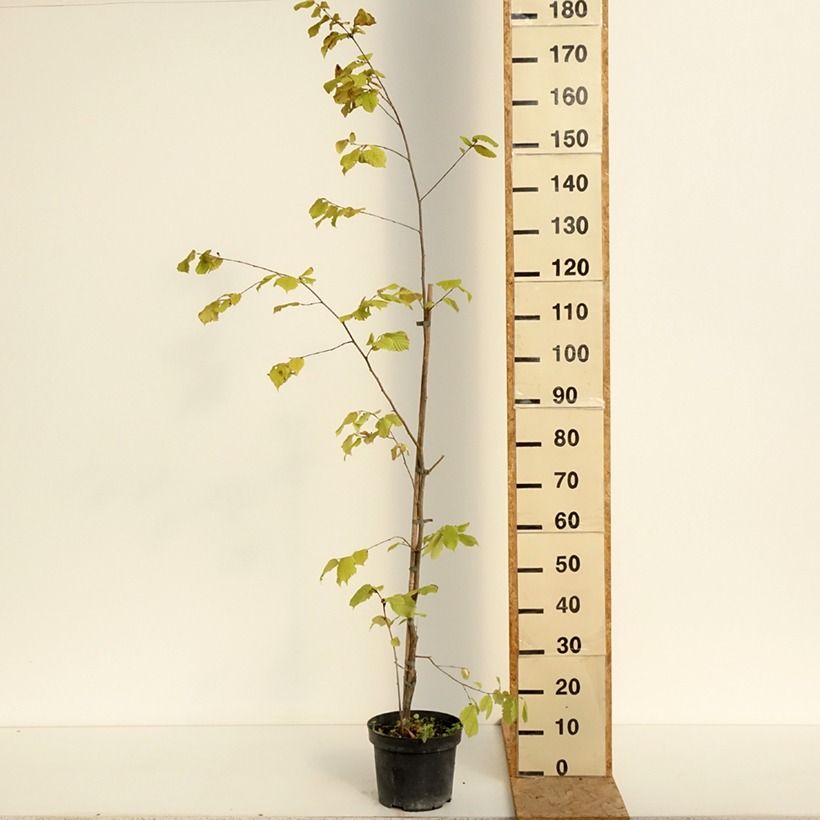 Exemplar von Japanische Hasel - Corylus sieboldiana Topf mit 4L/5L wie im Sommer geliefert