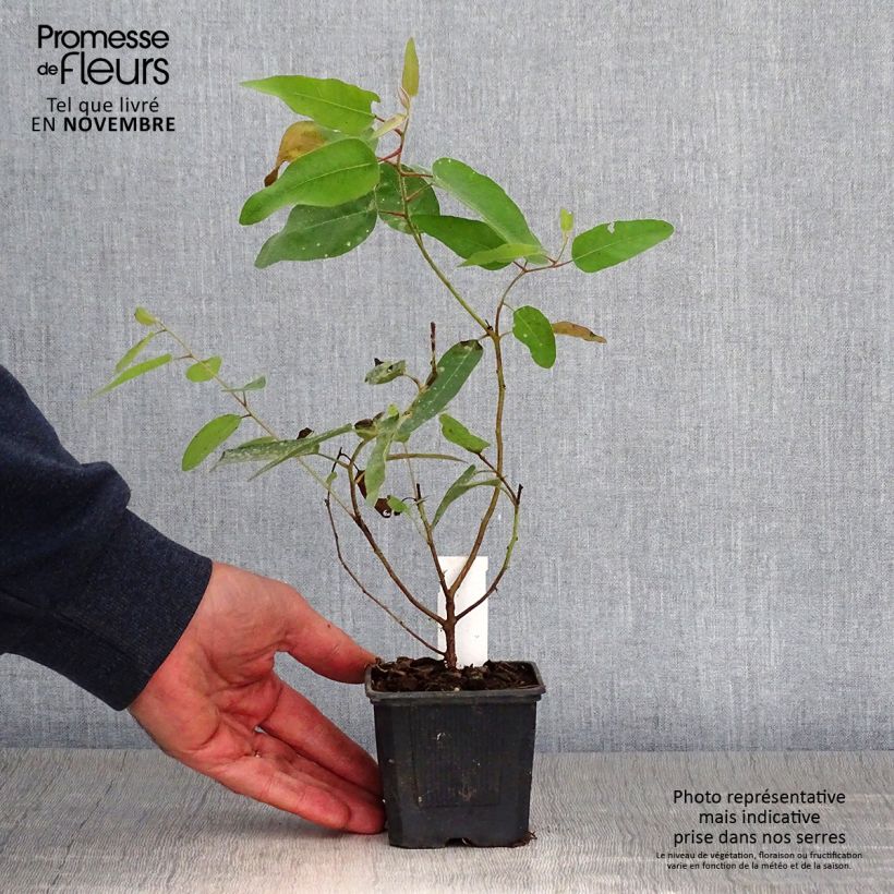 Exemplar von Corymbia citriodora - Eucalyptus citronné Godet de 8/9 cm wie im Herbst geliefert