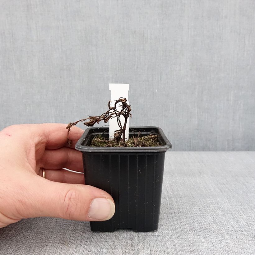 Example of Schokoladen-Kosmee Black Magic - Cosmos atrosanguineus Kleine Töpfe von 8/9 cm as you get in hiver