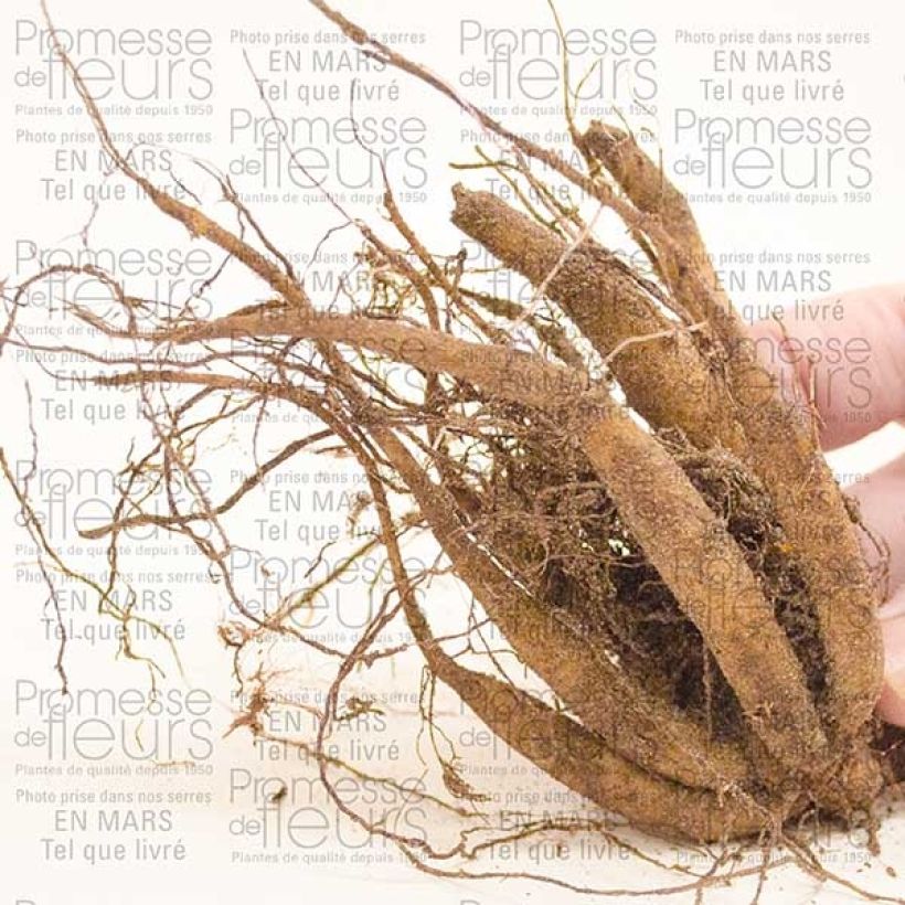 Example of Cosmos atrosanguineus - Schokoladen-Kosmee Zwiebel Kaliber/Größe I as you get