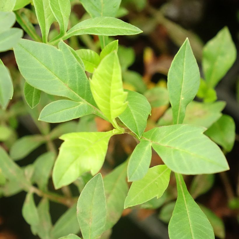 Schokoladen-Kosmee Eclipse - Cosmos atrosanguineus (Foliage)