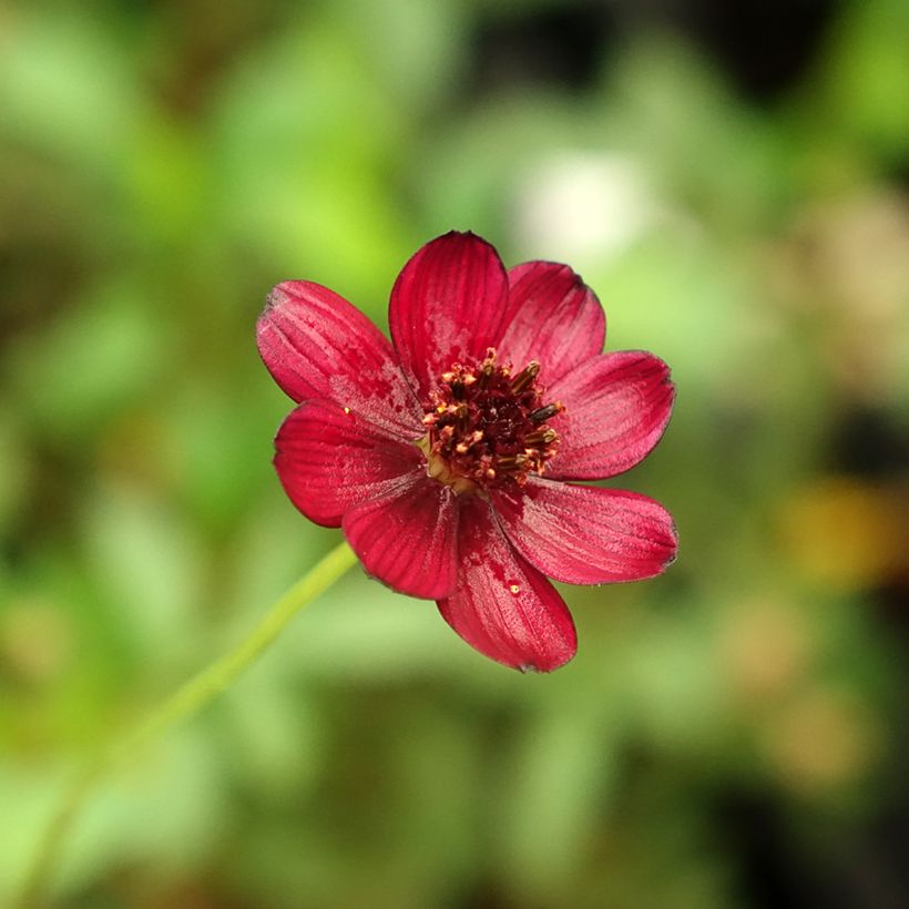 Schokoladen-Kosmee Eclipse - Cosmos atrosanguineus (Flowering)