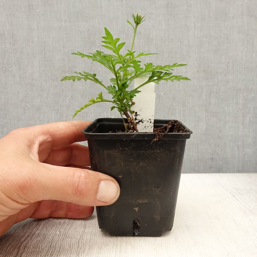 Example of Cosmos sulphureus Mandarin - Gelbes Schmuckkörbchen Kleine Töpfe von 8/9 cm as you get in printemps