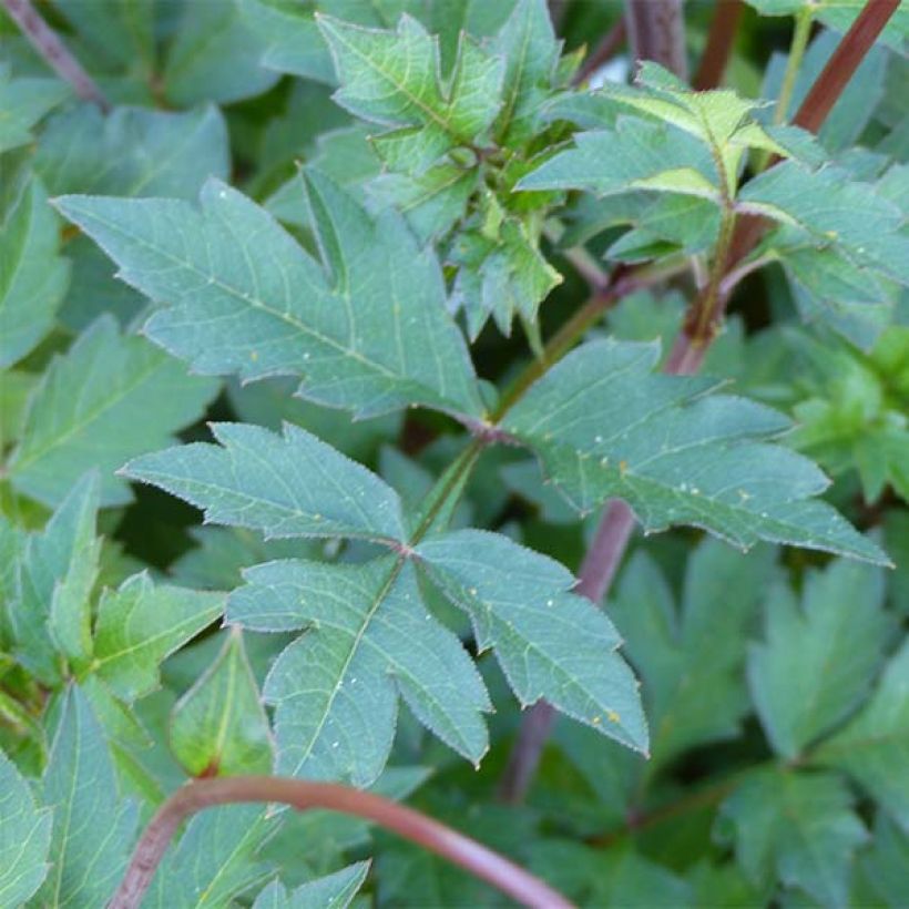 Cosmos Mexican Star - Schmuckkörbchen (Foliage)