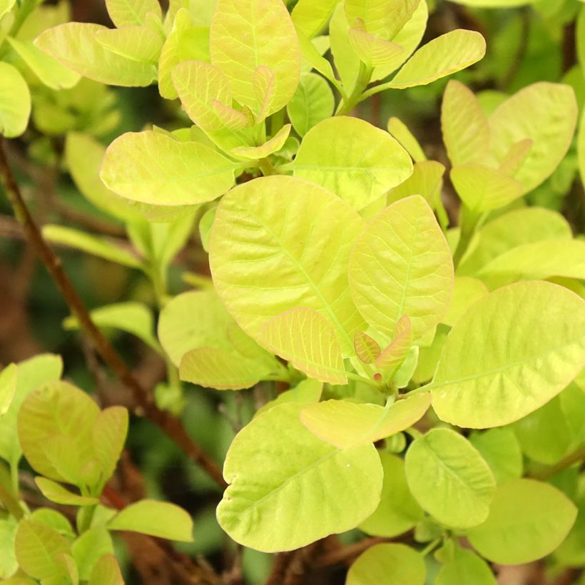 Perückenstrauch Lemon Lady - Cotinus coggygria (Laub)