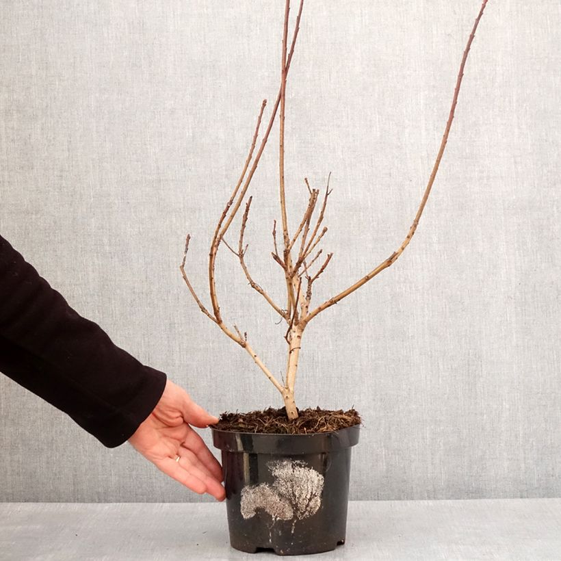 Example of Perückenstrauch Lemon Lady - Cotinus coggygria Topf mit 2L/3L as you get in hiver
