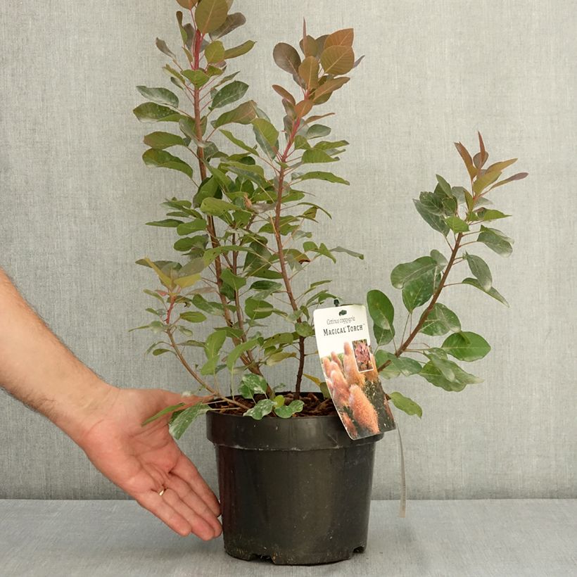 Exemplar von Perückenstrauch Magical Torch - Cotinus coggygria  Topf mit 3L/4L wie im Sommer geliefert