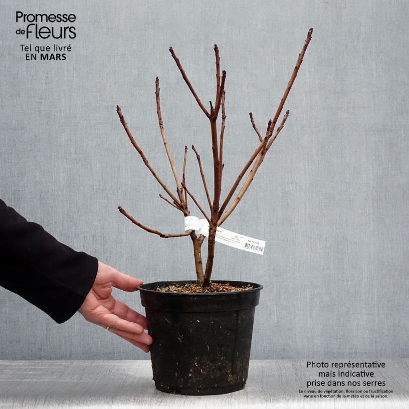 Example of Perückenstrauch Old Fashioned - Cotinus coggygria Topf mit 3L/4L as you get in printemps