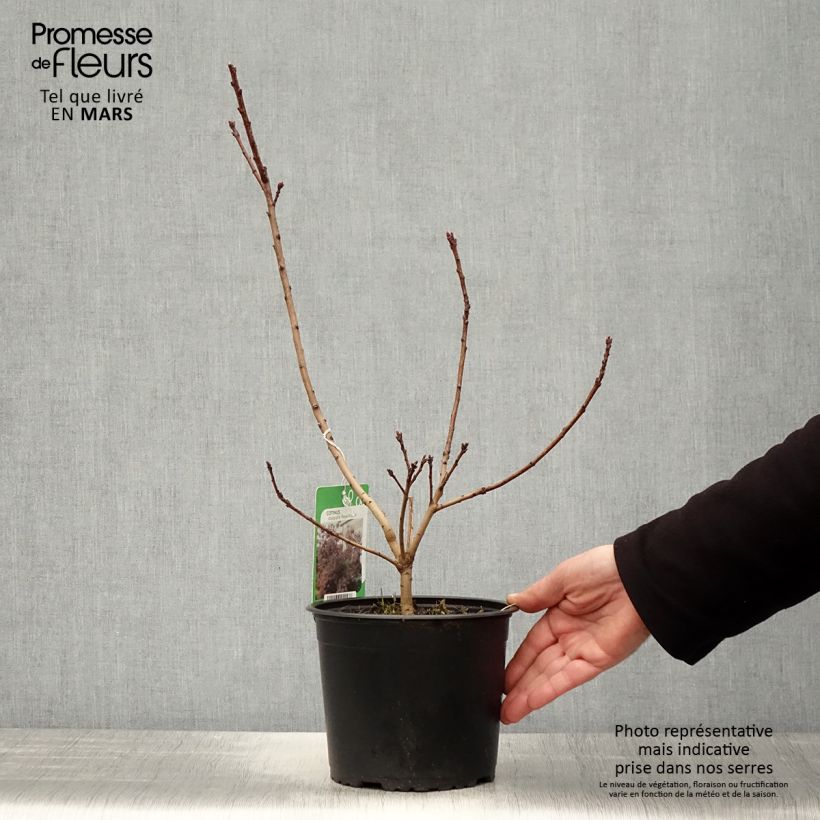 Example of Perückenstrauch Royal Purple - Cotinus coggygria Topf mit 2L/3L as you get in printemps