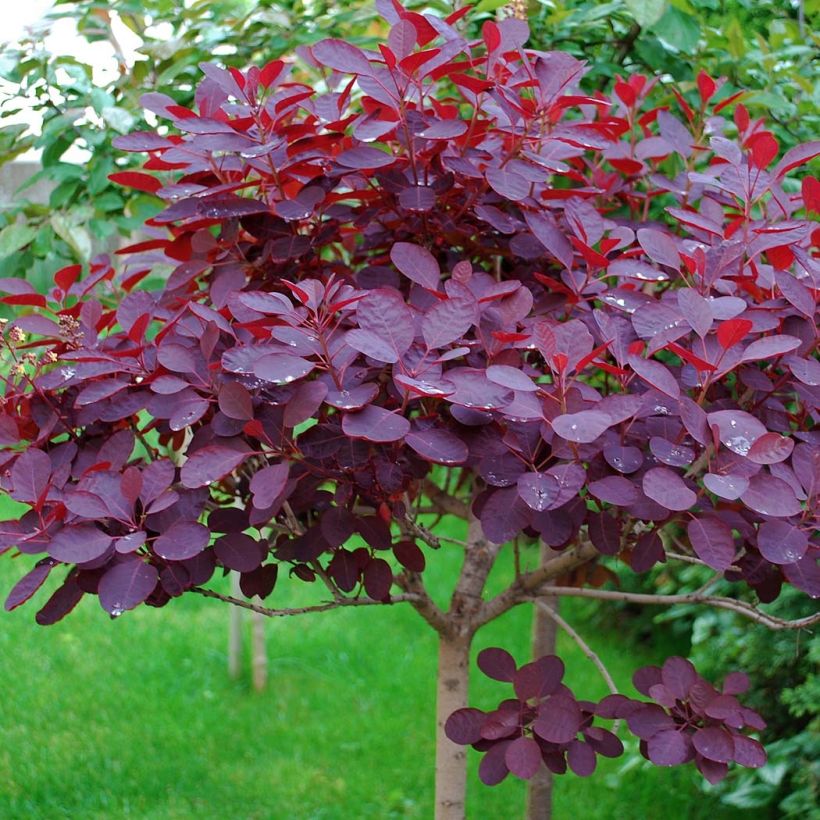 Perückenstrauch Royal Purple - Cotinus coggygria (Foliage)