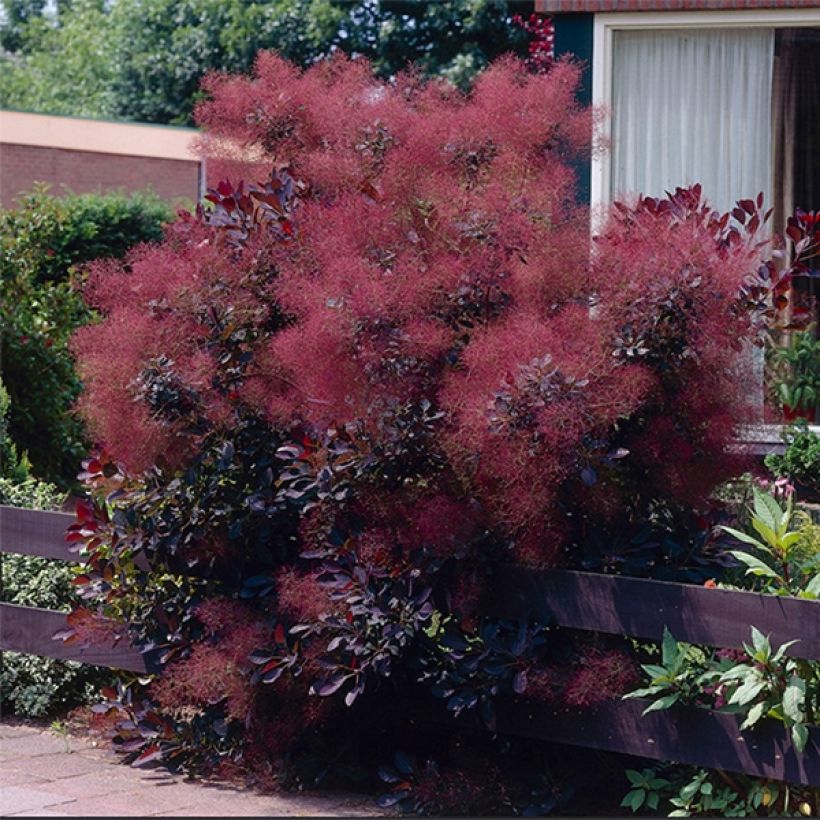 Perückenstrauch Royal Purple - Cotinus coggygria (Plant habit)