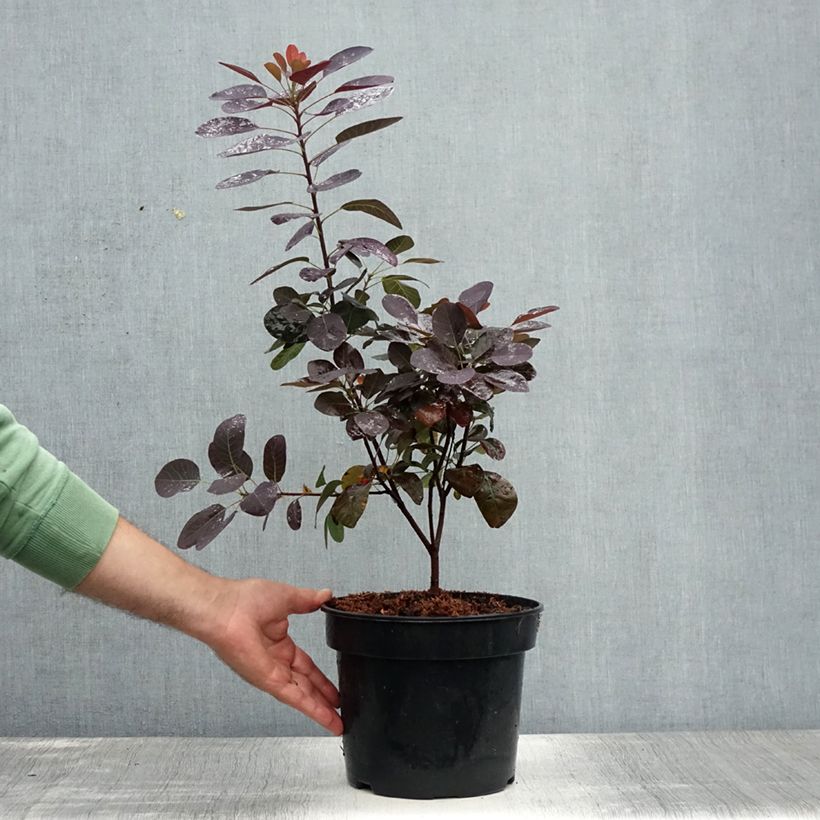 Exemplar von Perückenstrauch Royal Purple - Cotinus coggygria Topf mit 4L/5L wie im Sommer geliefert