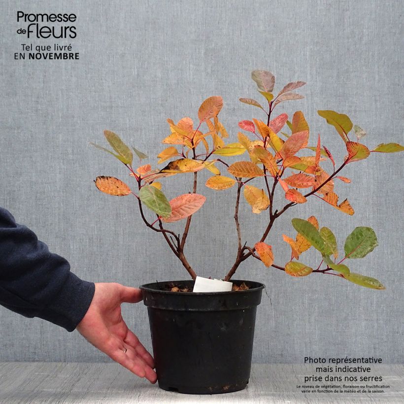 Exemplar von Perückenstrauch Grace - Cotinus Topf mit 6L/7L wie im Herbst geliefert