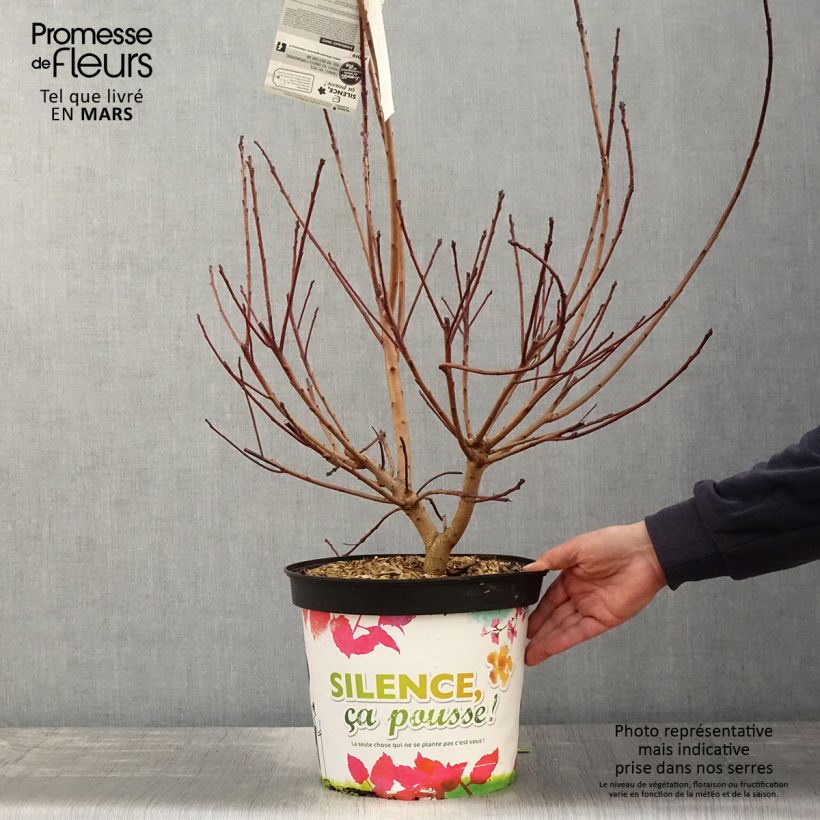 Example of Perückenstrauch Grace - Cotinus Topf mit 7,5L/10L as you get in printemps