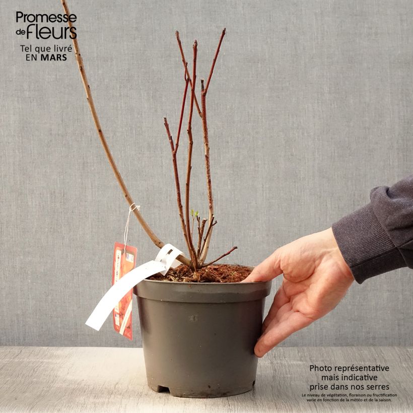 Example of Perückenstrauch Grace - Cotinus Topf mit 2L/3L as you get in printemps