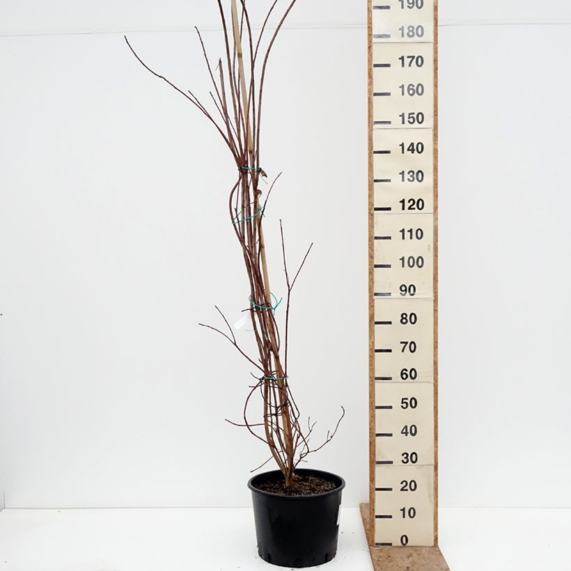 Example of Perückenstrauch Grace - Cotinus Topf mit 18L/20L as you get in hiver