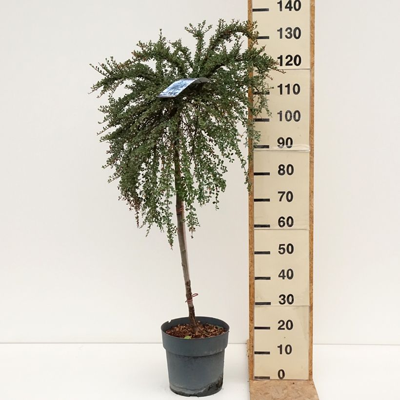 Exemplar von Cotoneaster congestus - Zwergmispel Topf mit 7,5L/10L, Stamm wie im Sommer geliefert