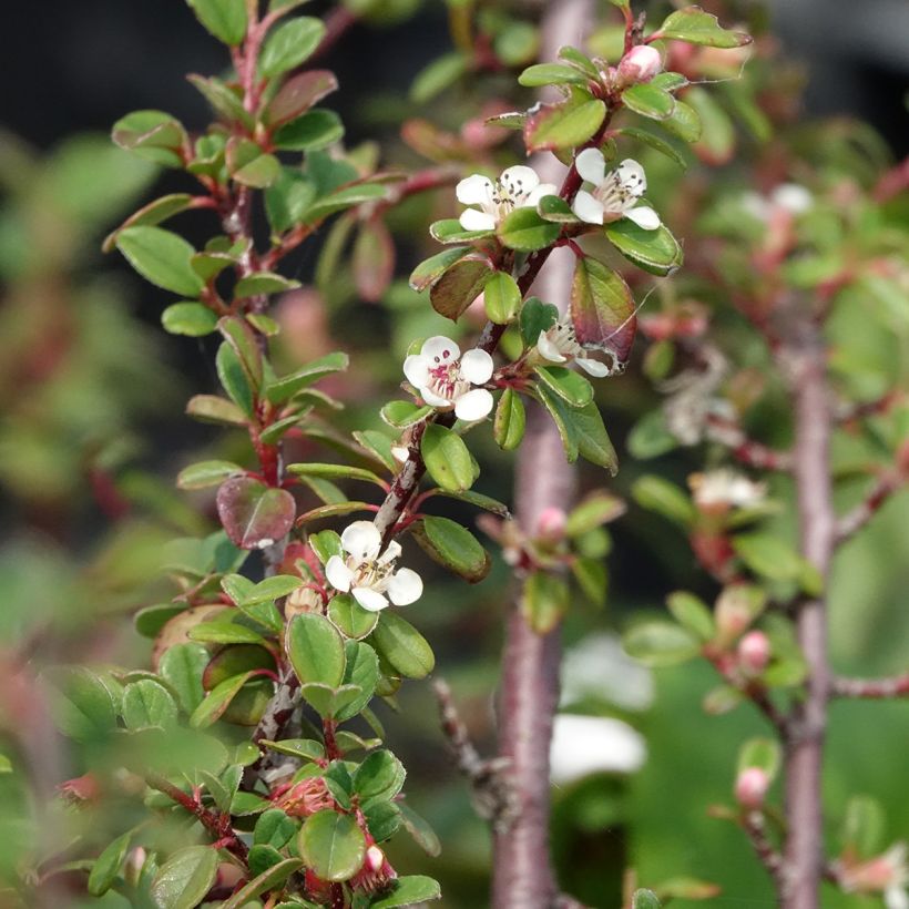 Cotoneaster dammeri Eichholz - Teppich-Zwergmispel (Blüte)