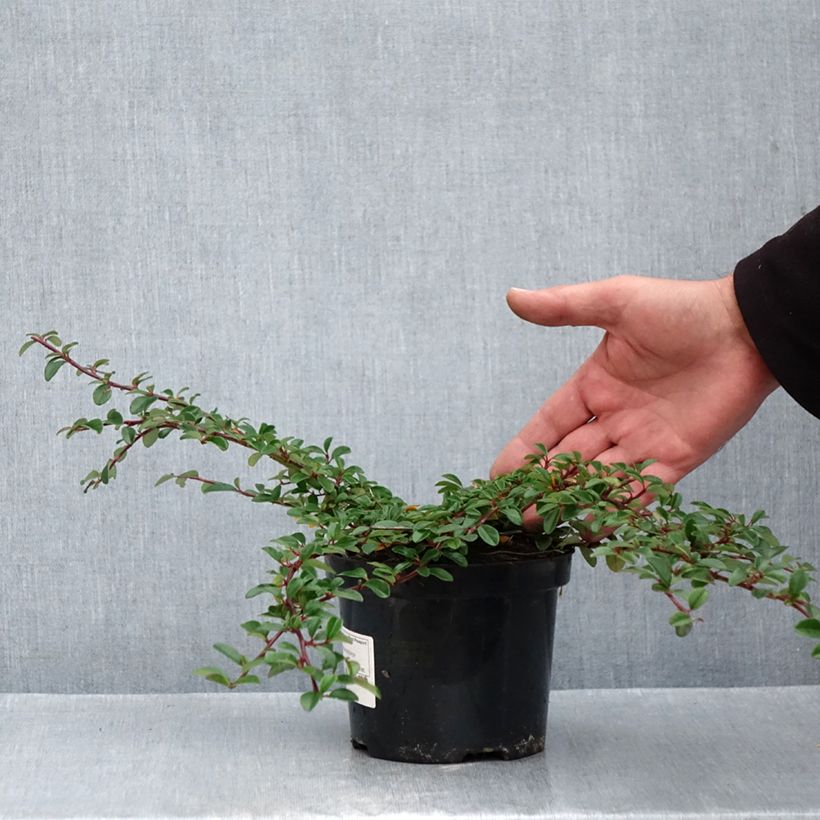 Exemplar von Cotoneaster dammeri Mooncreeper - Teppich-Zwergmispel Topf mit 1L/1,5L wie im Herbst geliefert