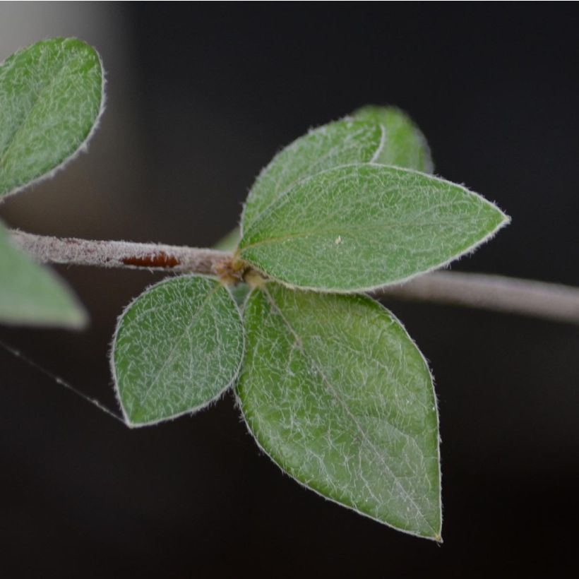 Cotoneaster franchetii - Zwergmispel (Foliage)