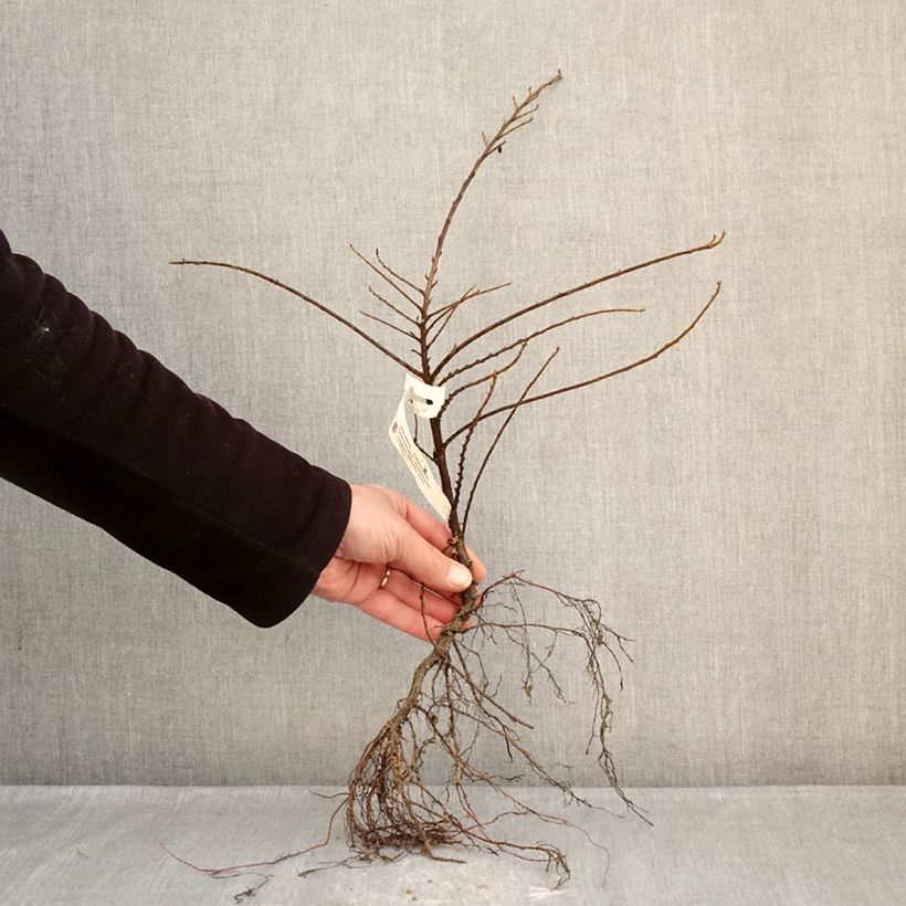 Example of Cotoneaster horizontalis - Zwergmispel Wurzelnackt as you get in hiver