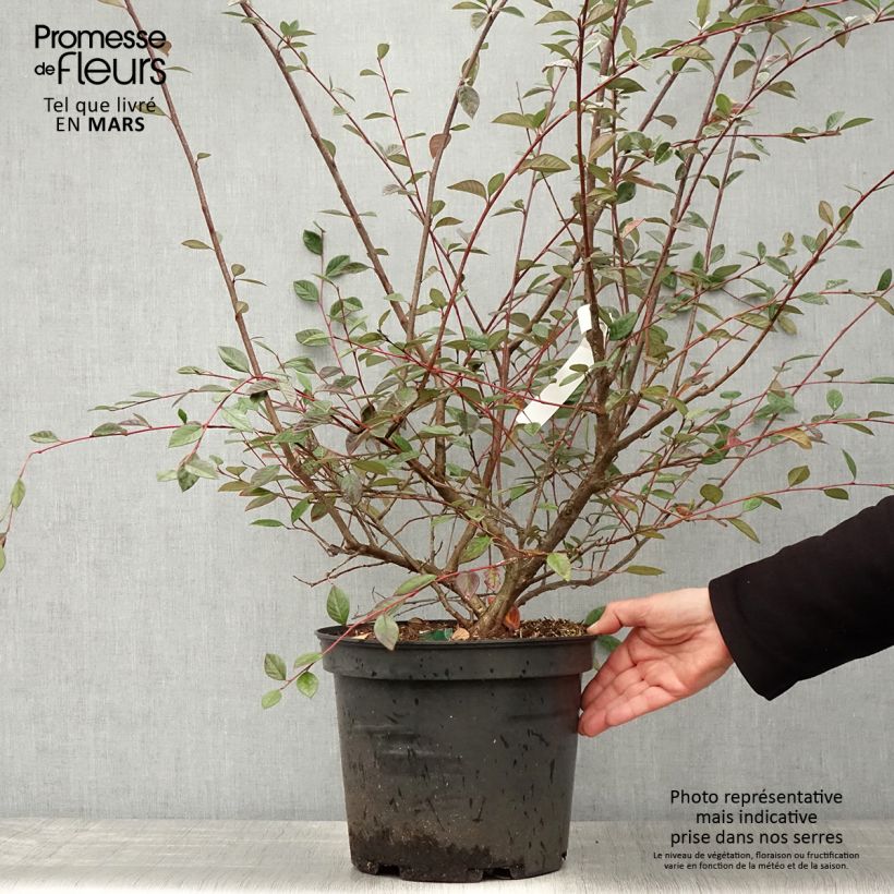 Example of Cotoneaster lacteus - Zwergmispel Topf mit 7,5L/10L as you get in printemps