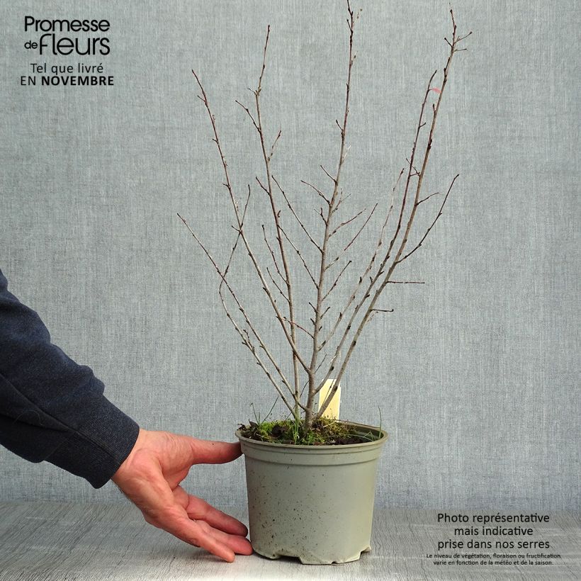 Exemplar von Cotoneaster lucidus - Zwergmispel Topf mit 2L/3L wie im Herbst geliefert