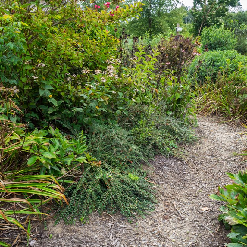 Cotoneaster praecox Boer - Zwergmispel (Wuchs)