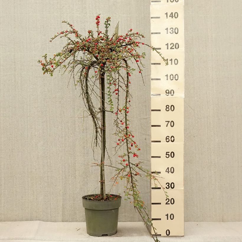 Exemplar von Cotoneaster praecox Boer - Zwergmispel Topf mit 7,5L/10L, Stamm wie im Herbst geliefert