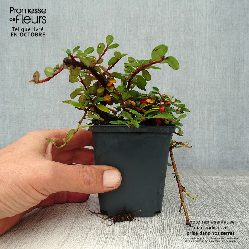 Exemplar von Cotoneaster procumbens Queen of Carpets - Teppich-Zwergmispel Kleine Töpfe von 8/9 cm wie im Herbst geliefert