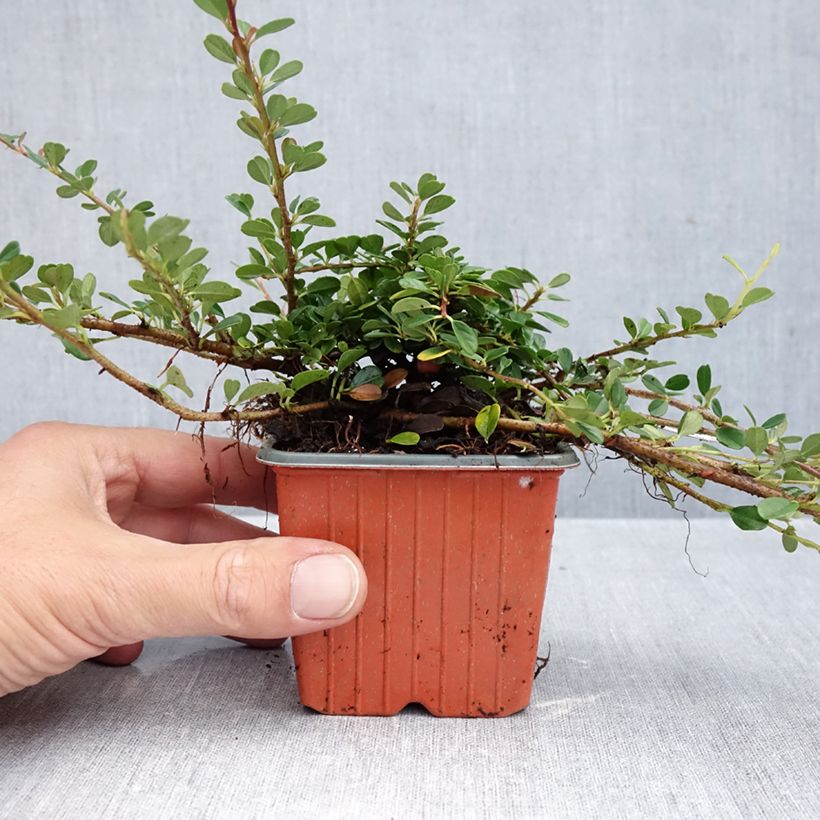 Exemplar von Cotoneaster procumbens Streibs Findling - Teppich-Zwergmispel Kleine Töpfe von 8/9 cm wie im Herbst geliefert