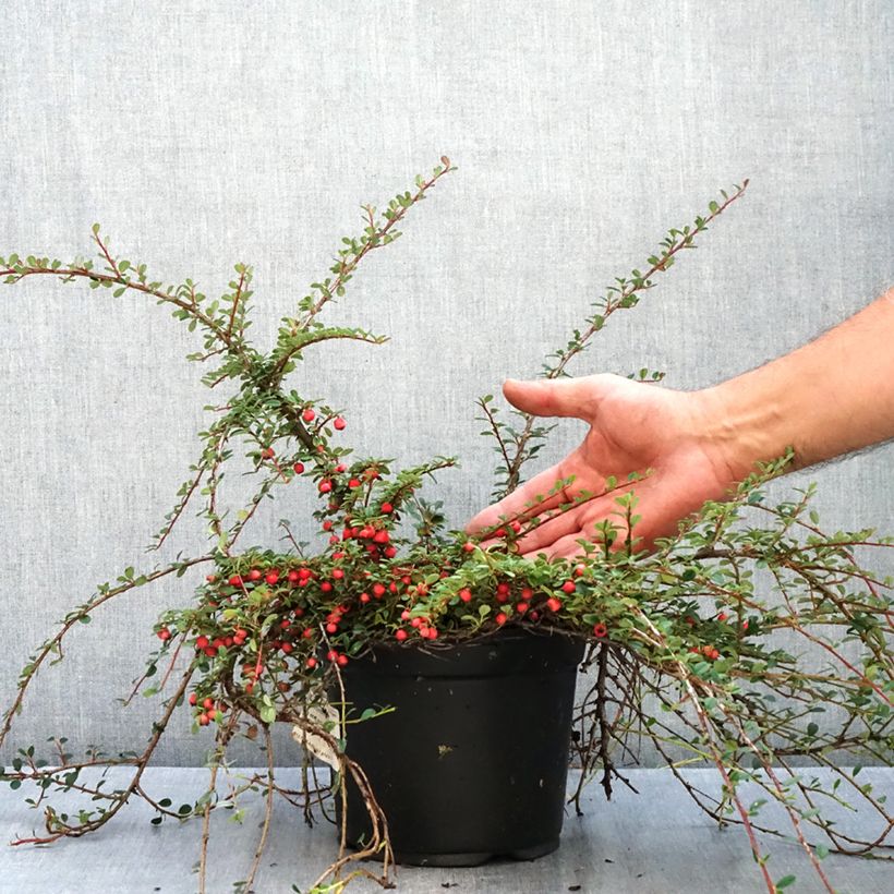 Exemplar von Cotoneaster procumbens Streibs Findling - Teppich-Zwergmispel Topf mit 1,5L/2L wie im Herbst geliefert
