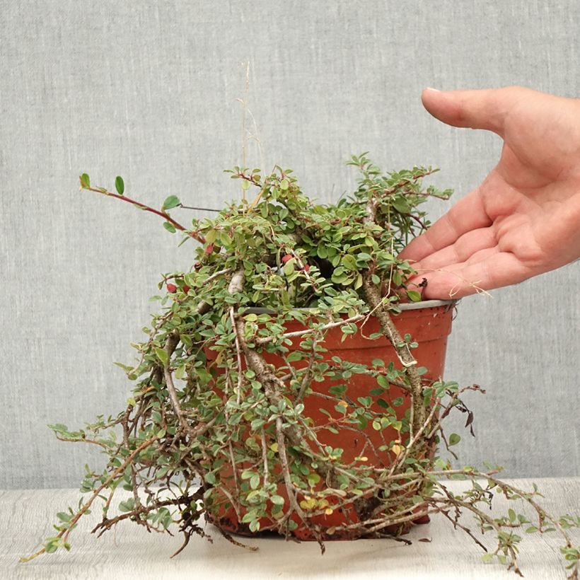 Exemplar von Cotoneaster procumbens Streibs Findling - Teppich-Zwergmispel Topf mit 1,5L/2L wie im Sommer geliefert