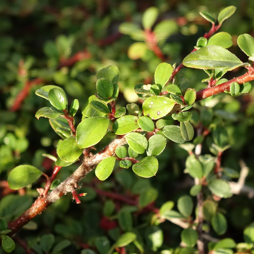 Cotoneaster procumbens Streibs Findling - Teppich-Zwergmispel (Foliage)