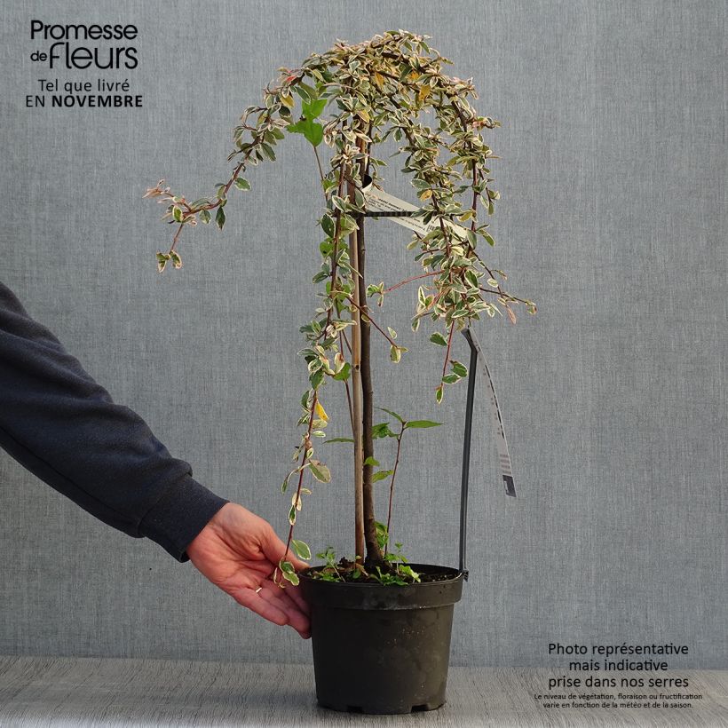 Exemplar von Cotoneaster suecicus Juliette - Zwergmispel Topf mit 4L/5L, Stamm wie im Herbst geliefert