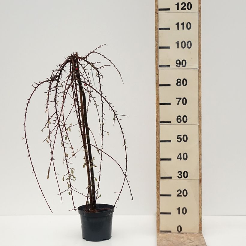 Example of Cotoneaster suecicus Erlinda - Zwergmispel Topf mit 3L/4L, Stamm as you get in hiver