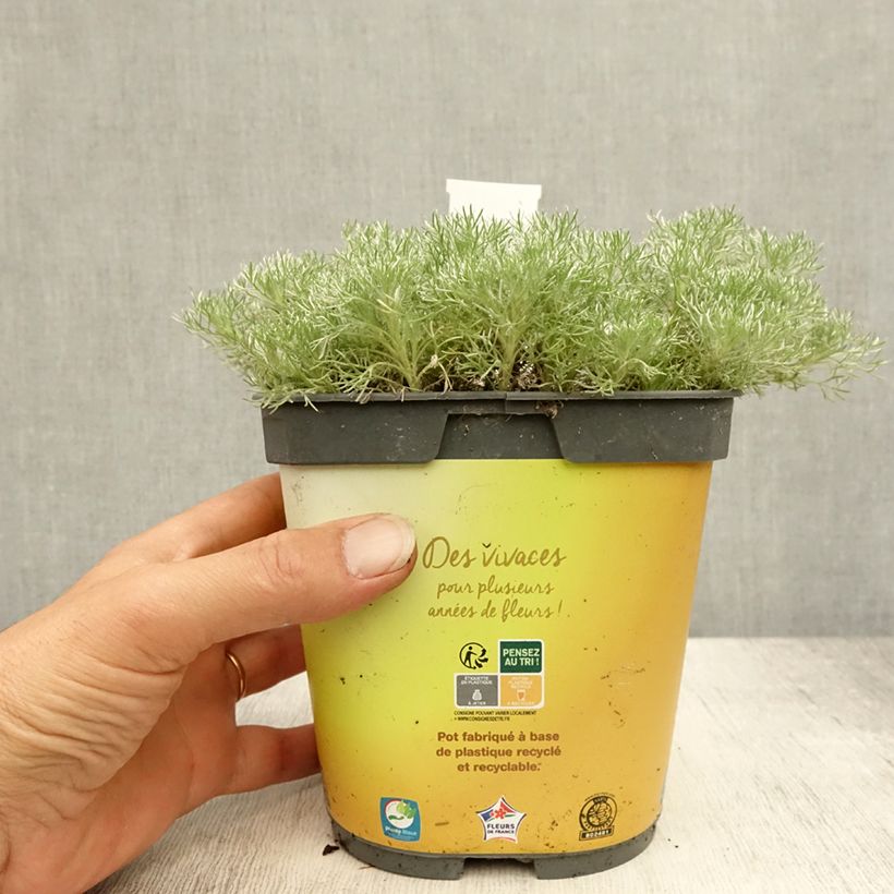 Exemplar von Cotula hispida - Laugenblume Topf mit 2L/3L wie im Sommer geliefert