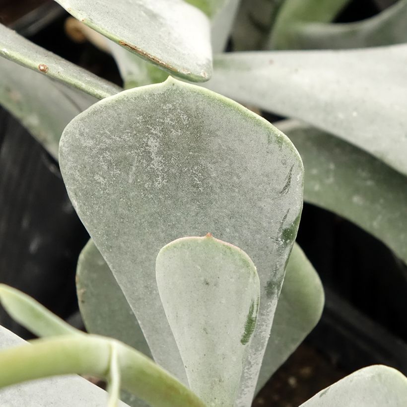 Cotyledon orbiculata Silver Dollar - Cotyledon (Foliage)