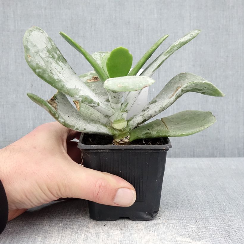 Example of Cotyledon orbiculata Silver Dollar - Cotyledon Kleine Töpfe von 8/9 cm as you get in hiver