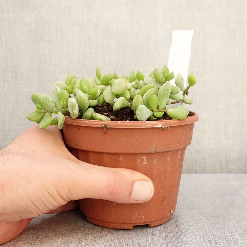 Exemplar von Cotyledon pendens Topf mit 1L/1,5L wie im Winter geliefert