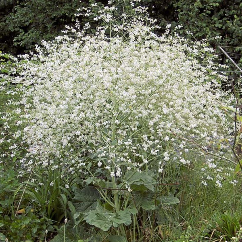 Crambe cordifolia - Riesenschleierkraut (Plant habit)