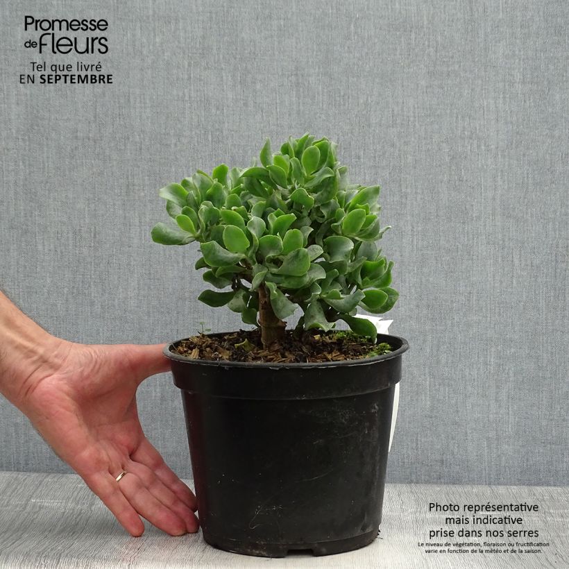 Exemplar von Crassula arborescens Curly Grey Pot de 3L/4L wie im Herbst geliefert