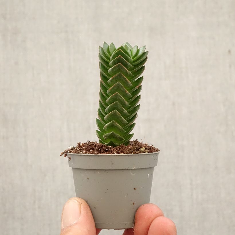 Exemplar von Crassula Buddha's Temple Mini-Pflanze wie im Frühjahr geliefert